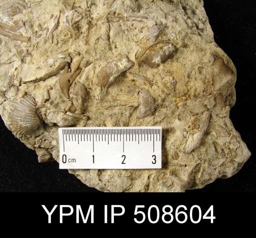brachiopod assemblage slab