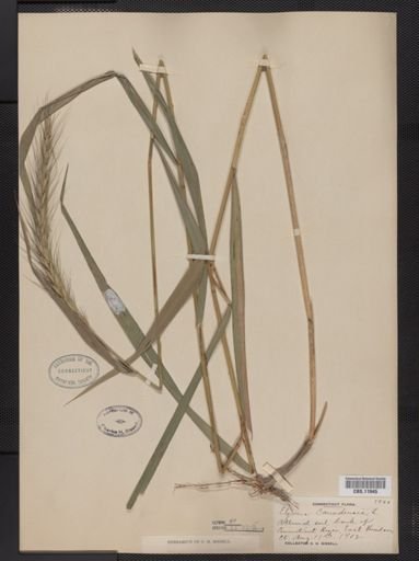 Elymus riparius