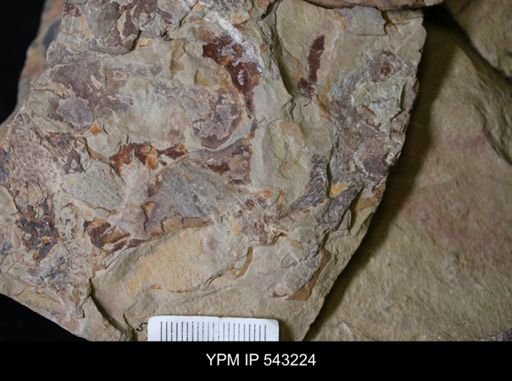 undet. Graptolithina