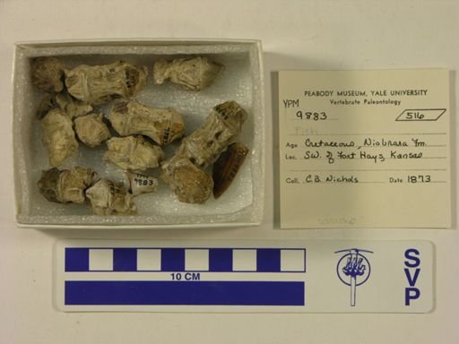 Anomalopteryx didiformis