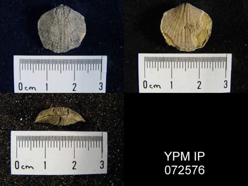 Atrypa tennesseensis