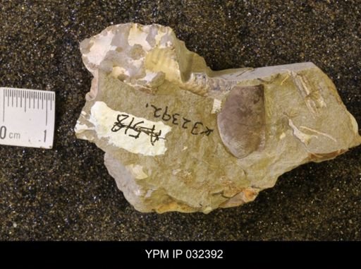 Hoploscaphites nicolletii