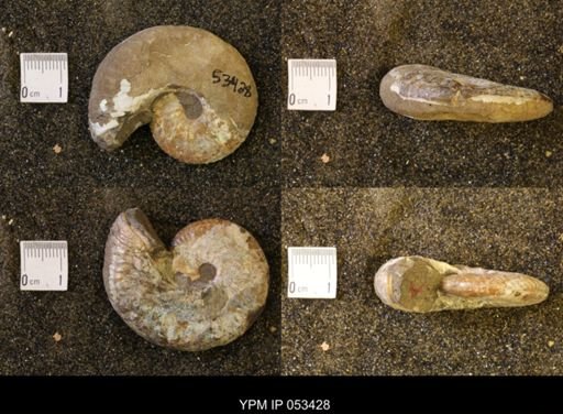 Discoscaphites conradi