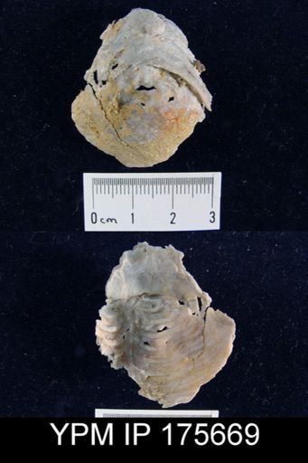 Leptodus sp.