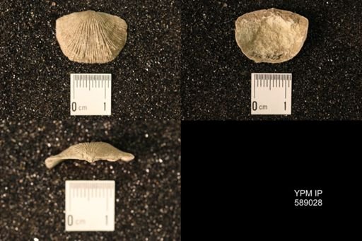 Dinorthis subquadrata