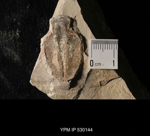 Elrathia kingi