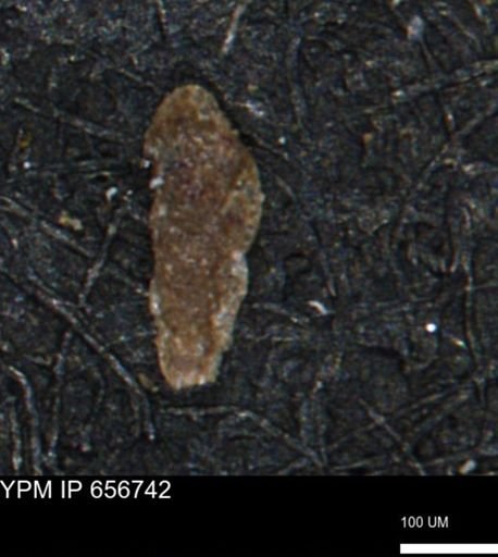 Verneuilina canadensis