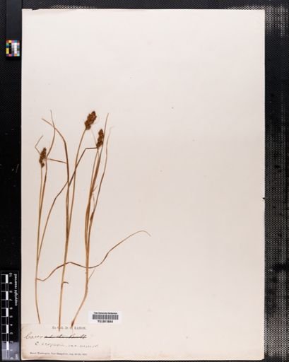 Carex scoparia