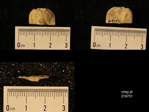 Chonetes granulifer