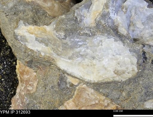 Phelopteria linguaeformis