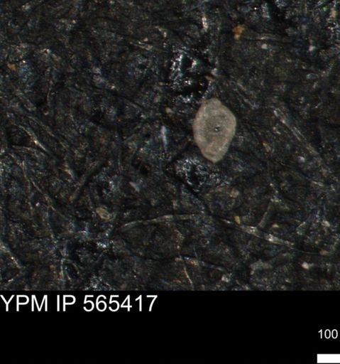 Spirolocammina subcircularis