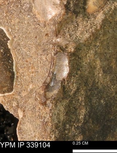 undet. Mollusca