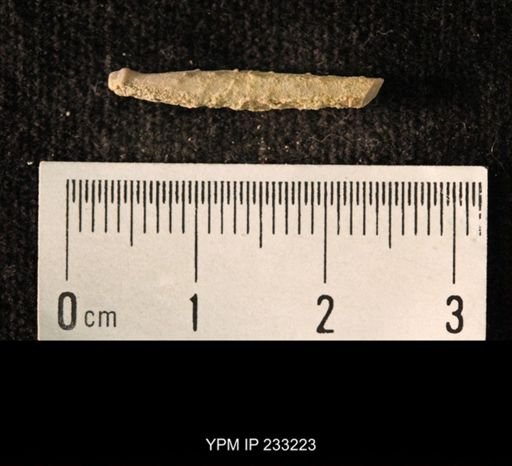 Archaeocidaris sp.