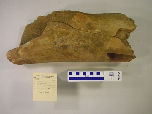 Mammuthus sp.