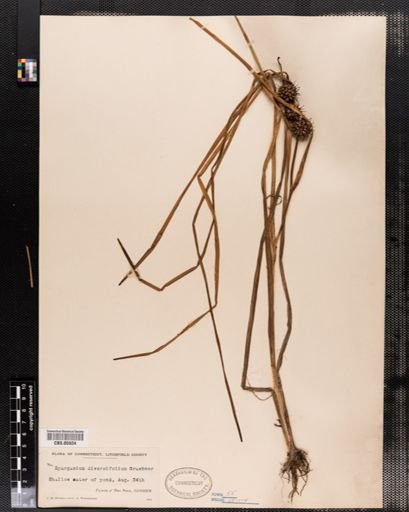 Sparganium chlorocarpum