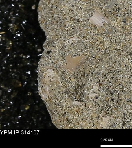 undet. Mollusca