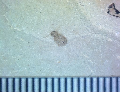 undet. Coleoptera