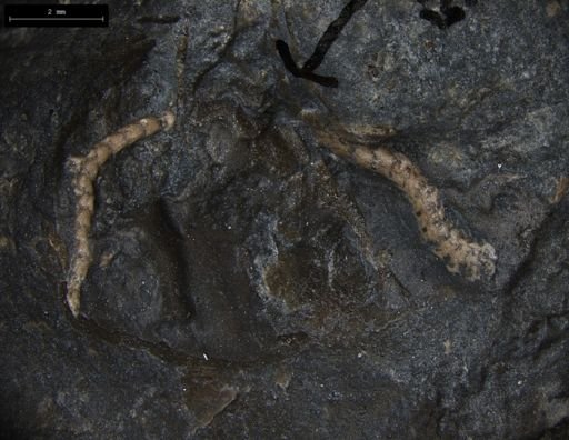 Aplocoma damesii