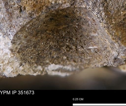 undet. Bivalvia