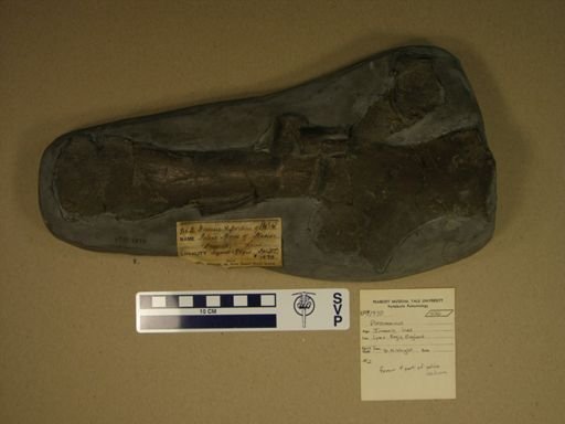 Plesiosaurus sp.