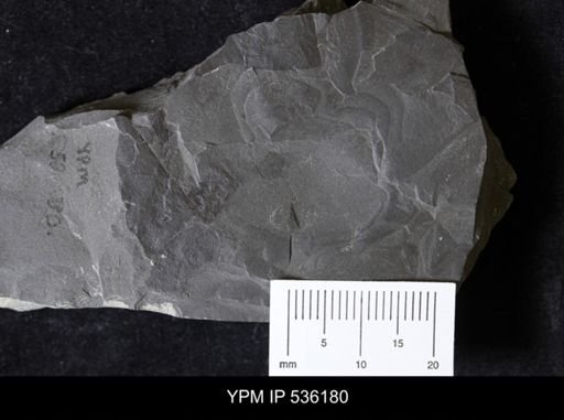 undet. Eurypterida