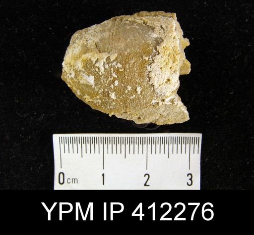 Eodevonaria sp.