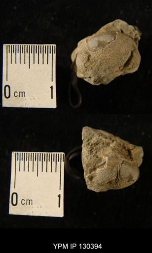 Phacops rana