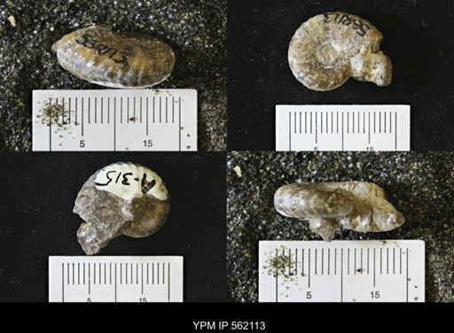 Discoscaphites sp.