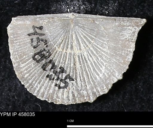 Strophodonta sp.