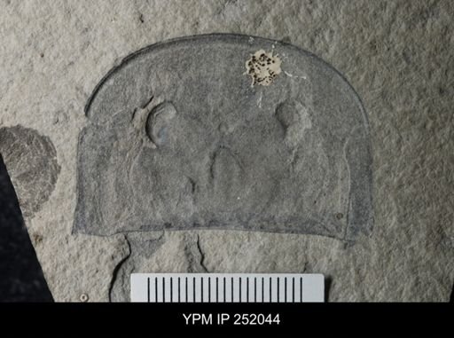 Eurypterus dekayi