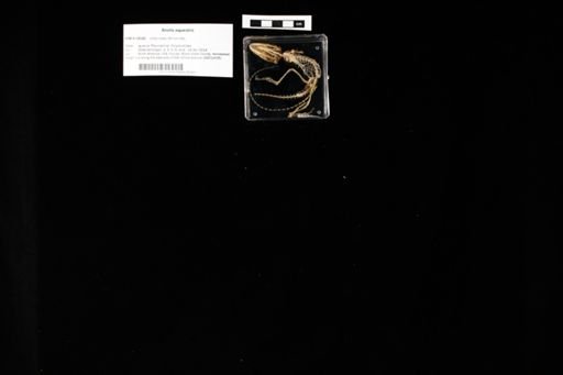 Anolis equestris