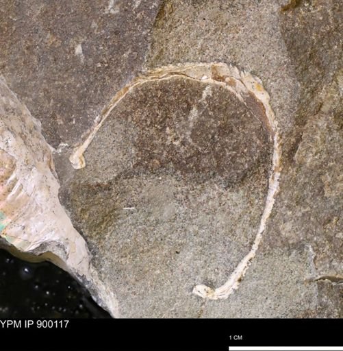 Hoploscaphites sp.