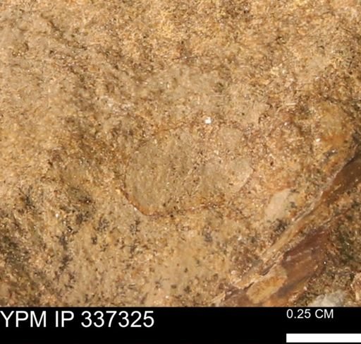 undet. Bivalvia