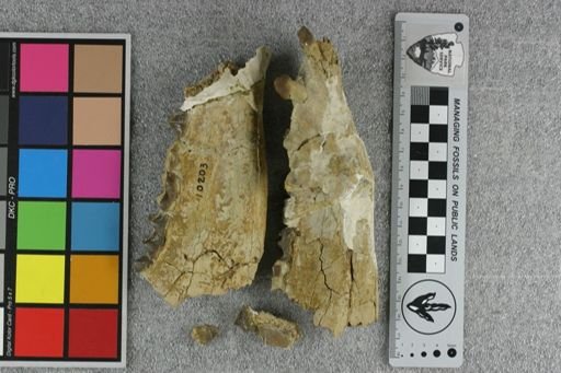 Elomeryx mitis?