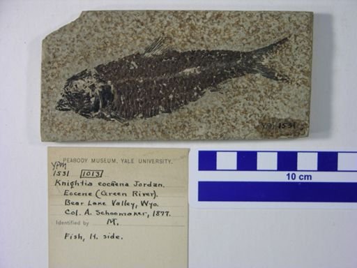 Knightia eocaena