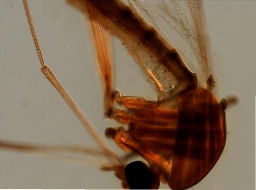 Culicidae