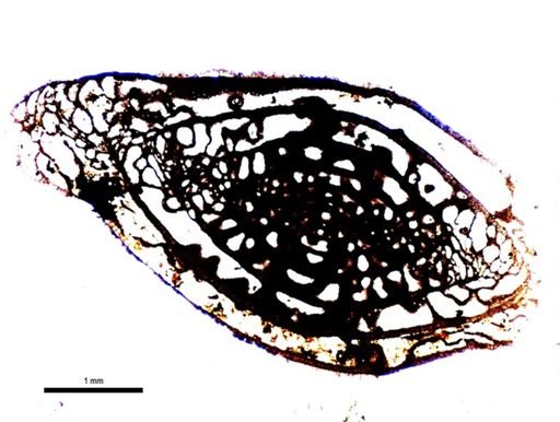 Triticites beedei