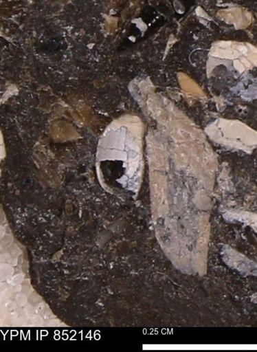 undet. Bivalvia