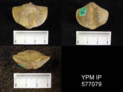Spirifer whitneyi