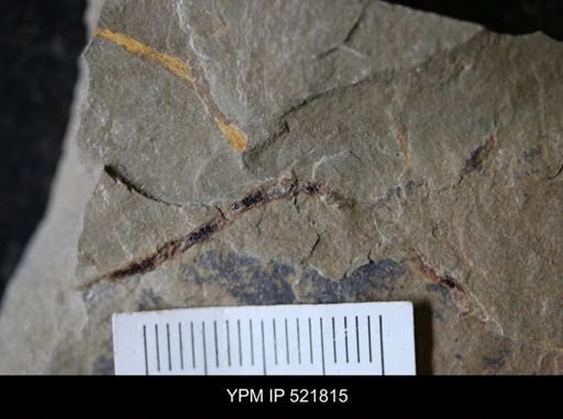 undet. Ichnofossil