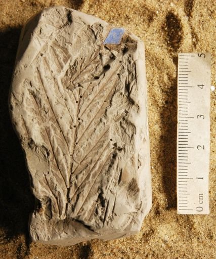 Asplenium dicksonianum