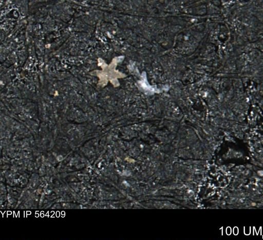 undet. Porifera