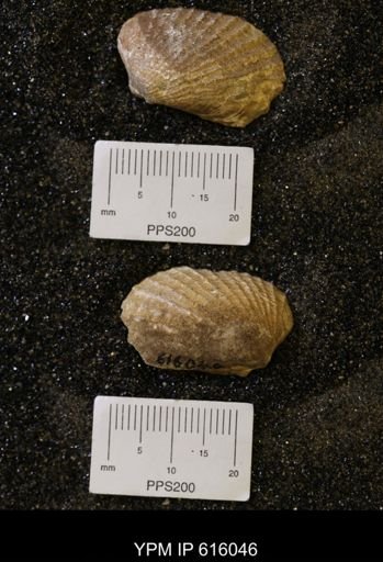Parallelodontidae?; undet.