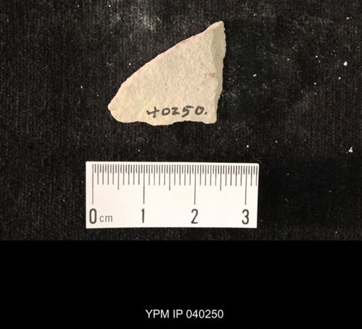 undet. Hexapoda
