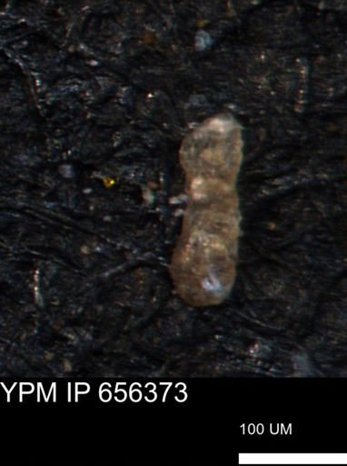 Ammobaculites petilus
