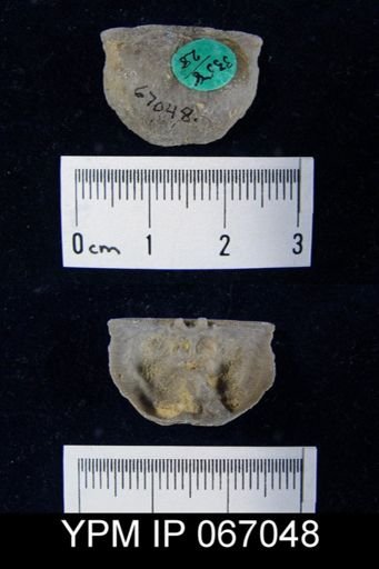Strophonella reversa