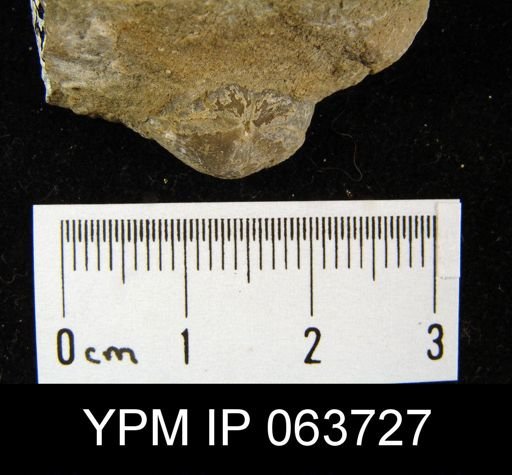 Wilsonella saffordi