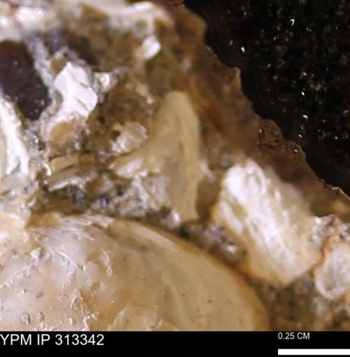 Corbicula sp.