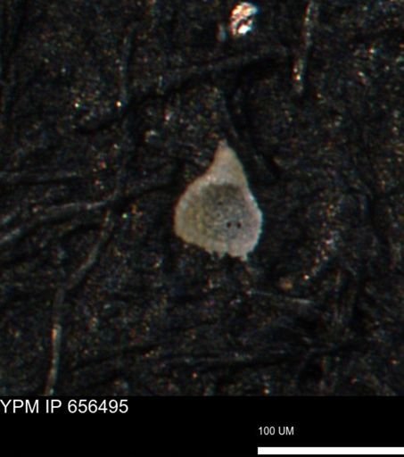 Clathrocyclas irrasa