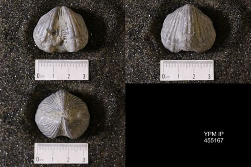 Platystrophia ponderosa